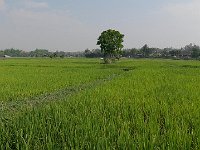 Paysage de rizière