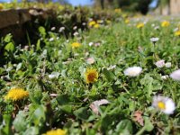 muret fleuri