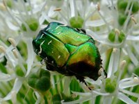 DSCF2446