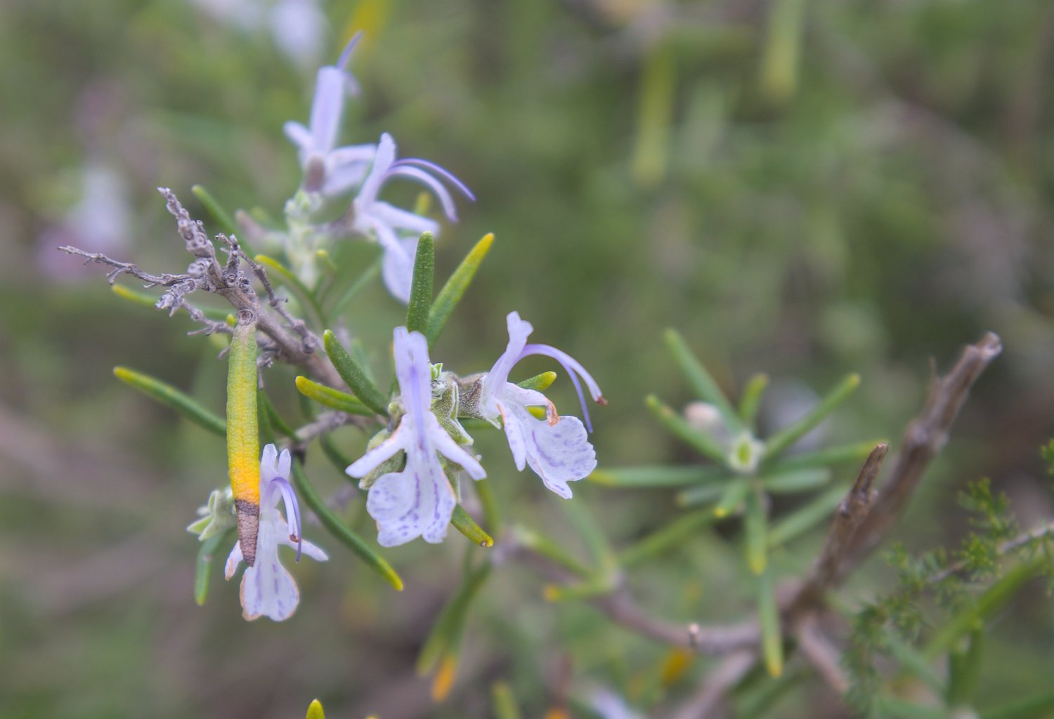 Romarin
