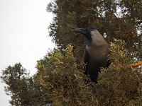 Oiseaux
