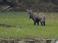 Antilope Nilgaut