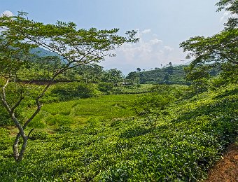 Plantation de thé